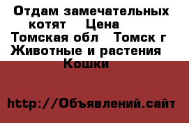 Отдам замечательных котят. › Цена ­ 10 - Томская обл., Томск г. Животные и растения » Кошки   